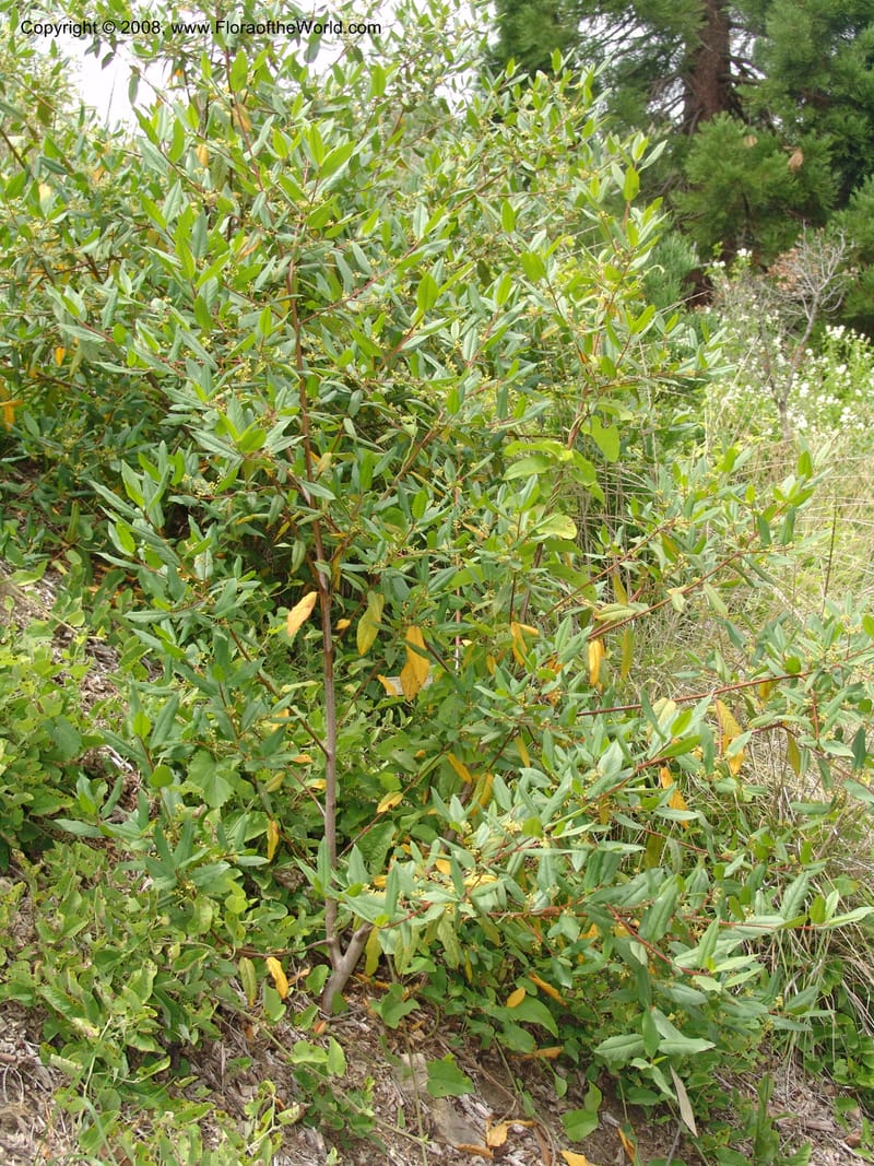 Rhamnus tomentella ssp tomentella, 83.1301--CA. UC Berkeley Bot. Garden. 31 May 07. 762.jpg