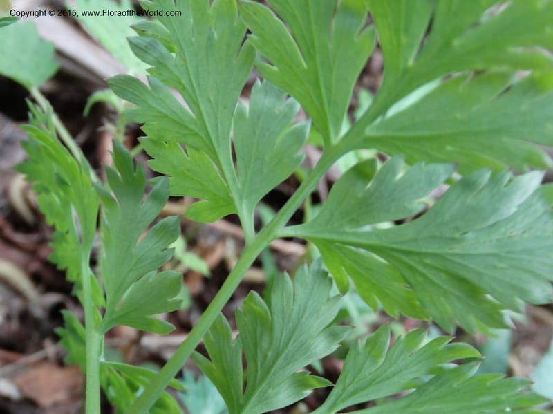 Corydalis, Not collected--China. Sichuan. ShaShiDuo. 8 May 2014. DSC04232 (139).JPG