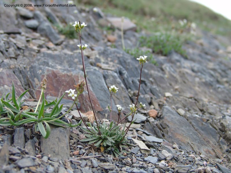 Draba hispida--Georgia. Kazbeki . Trail-road to Sameba Church. 2 Jun 05. 407.jpg