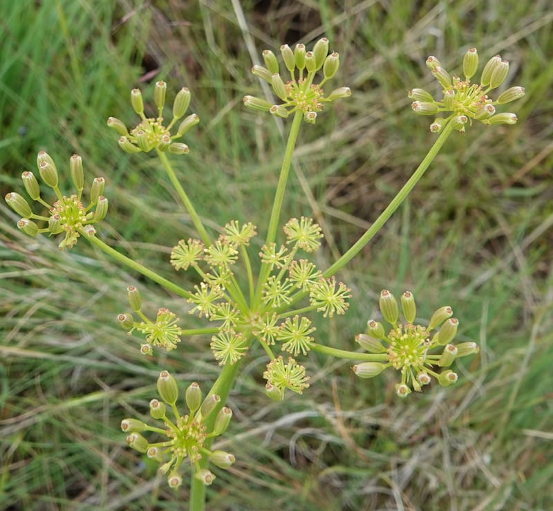 Lomatium triternatum, C. Davidson 13753--Oregon. Wallowa Co. Zumwalt.Trail Cr. Rd. 4 Jun 2018. DSC04078 (116).JPG