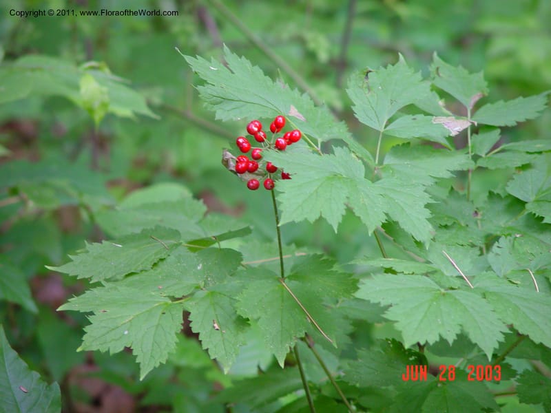 Actaea rubra--CT. Near Ashley Falls. Bartholomew's Cobble. 28 Jun 03. 044.jpg