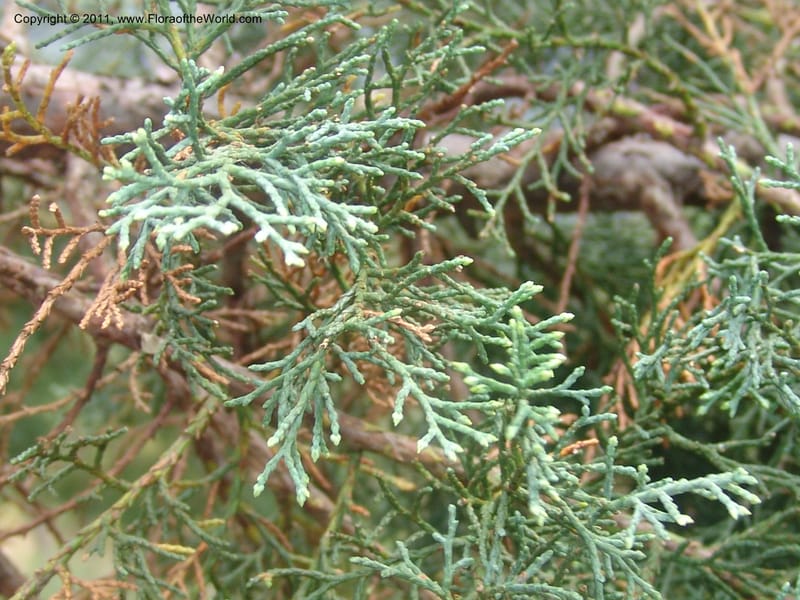 Widdringtonia schwartzii--So.Africa. Mpumal. Buffelskloof Private Nat. Res. 17 Mch 05. 162.jpg