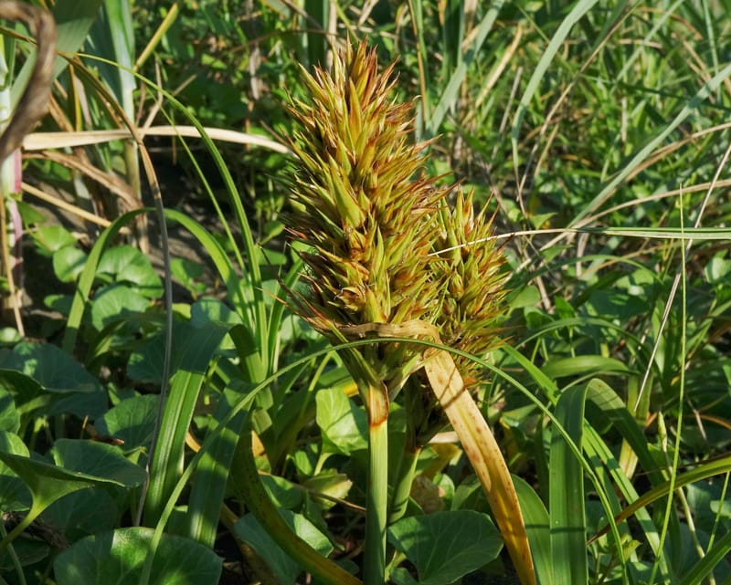 Carex macrocephala var. kobomugi--Japan. Hokkaido. Toyotomi-cho. 4 Aug 2016. DSC01106 (43).JPG