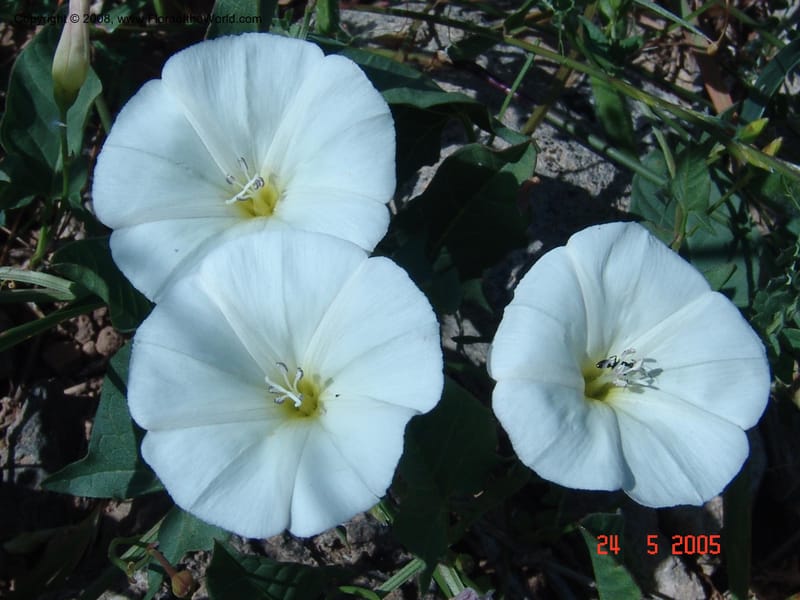 Convolvulus arvensis--Crete. Ep. Apokoronos. Aptera. 24 May 05. 061.jpg