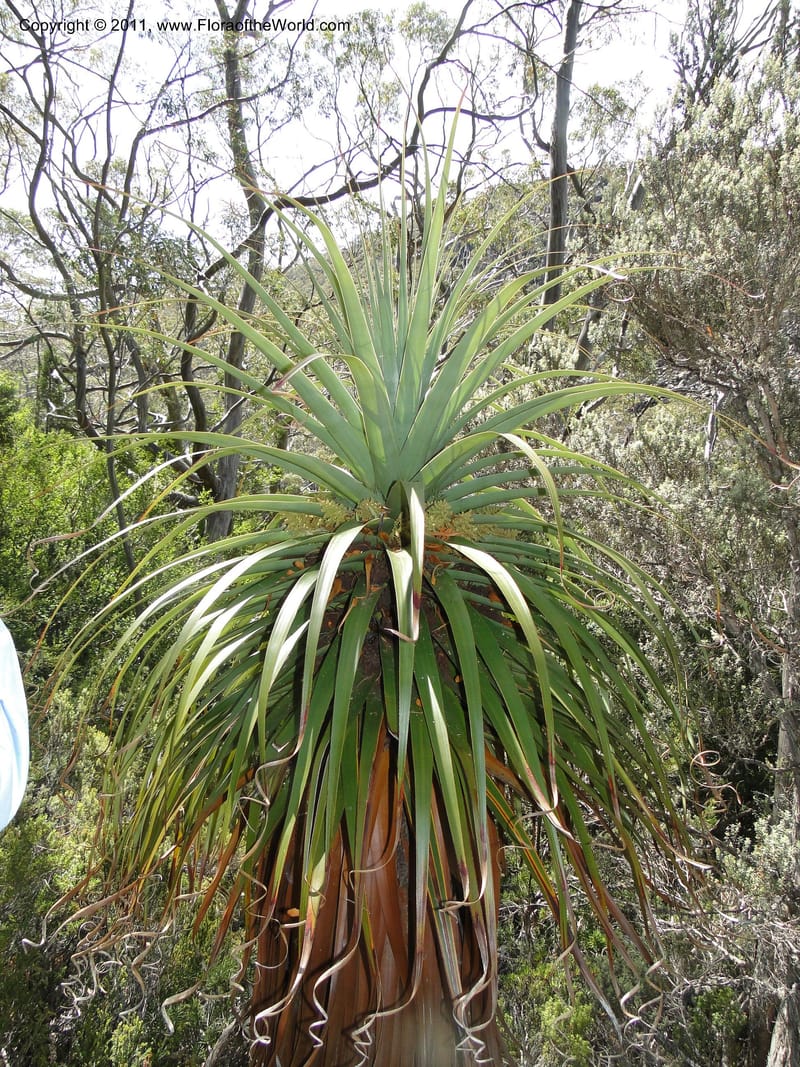 Richea pandanifolia--Tasmania. Woodland walk, Lake Dobson Rd. 30 Jan 2010. 3308 (2).JPG