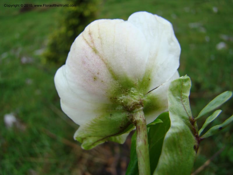 Helleborus niger, C. Davidson 11219--Slovenia, Stajerska Region, Menina Planina, 19 May 2008.  038 (5).jpg