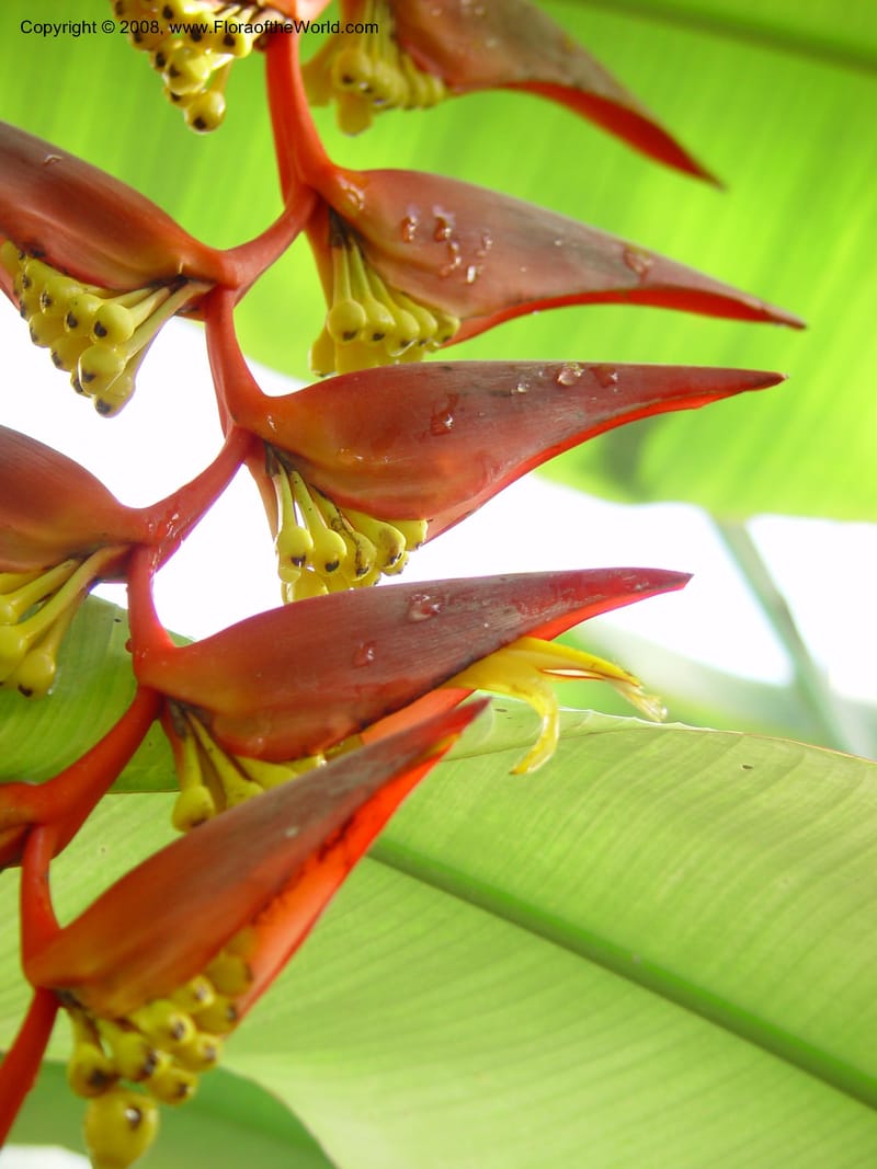 Heliconia collinsiana. FG 77206; ID 350-2130--FL. Fairchild Bot. Gard. 16 Jan 03. 029.jpg