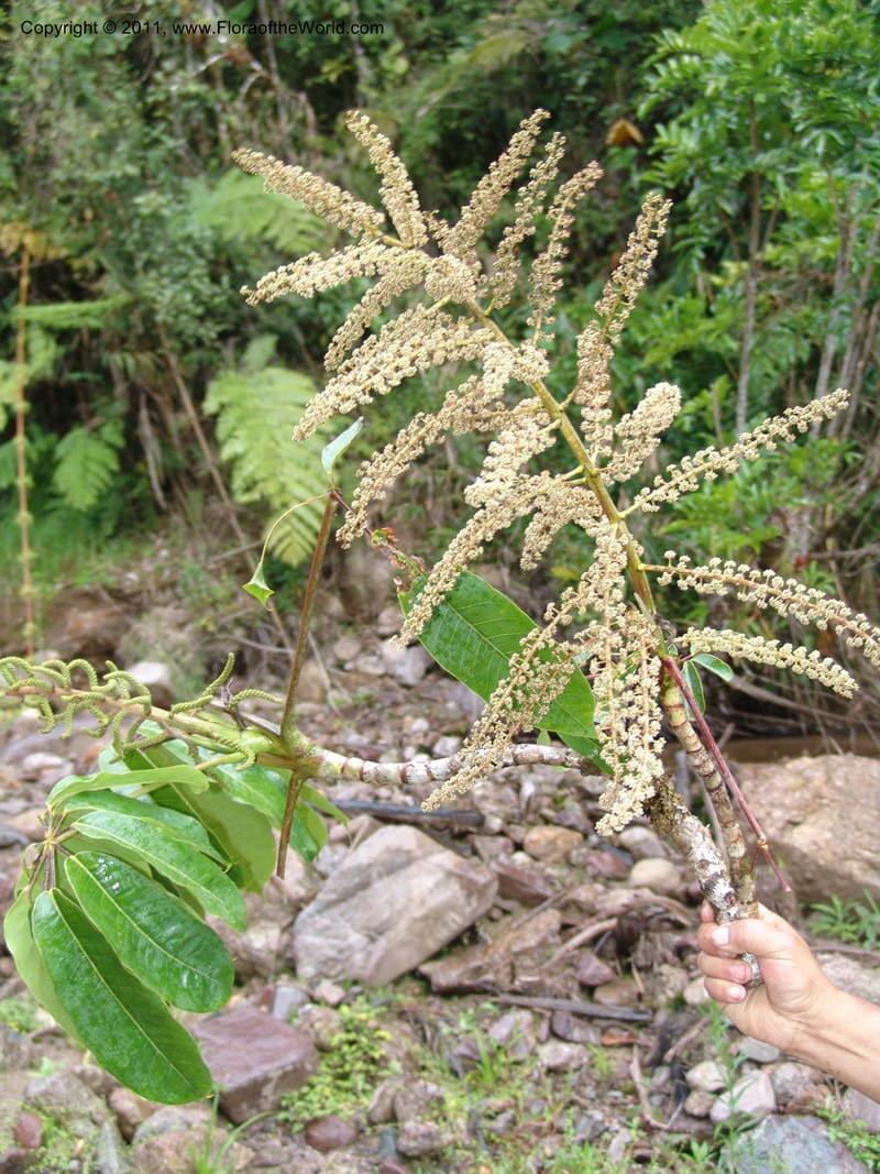 Schefflera, RVasquez31491--Peru. Prov. Oxa. Parq. Nac. Yanachaga Chemillen. 12 Oct 06. 708.jpg