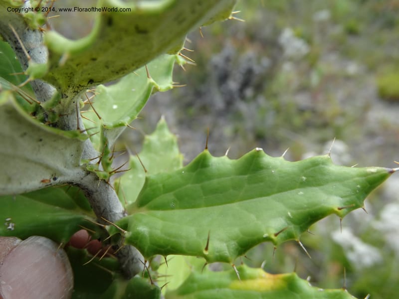 Berkheya barbata, Davidson, C 12314--South Africa. Western Cape. E. side, Fernkloof. 24 Jan 2014. DSC01799 (93).JPG