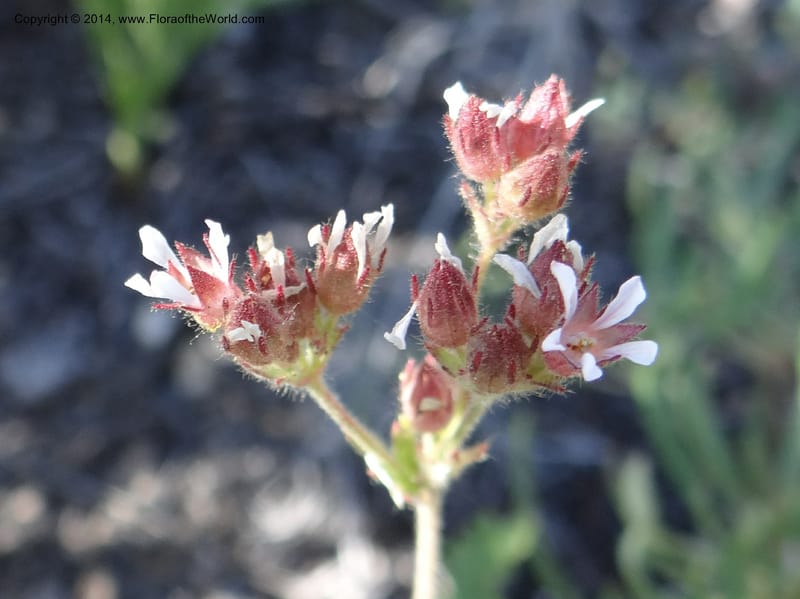 Horkelia fusca var. parviflora, Davidson, C 12198--ID. Custer Co. 1.6 mi from Hwy 75 on Redfish Lake Rd. 13 Jul 2013. DSC06785 (48).JPG