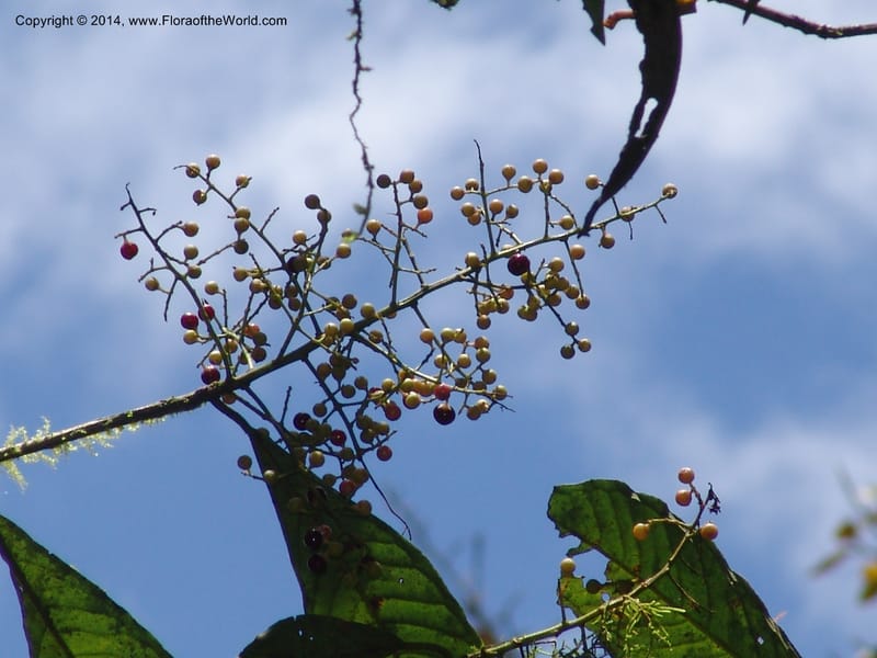 Ardisia, Croat 95845--Ecuador. Maquipucuna Biol. Res. Send. del Rio. 13 Mar 06. 358 (11).jpg