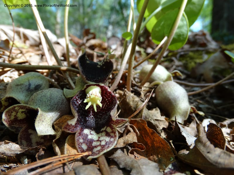Asarum shuttleworthii, Davidson, C 12948--North Carolina. Trans. Co. W Cradle of For. 11 May 2015. DSC03837 (40).JPG