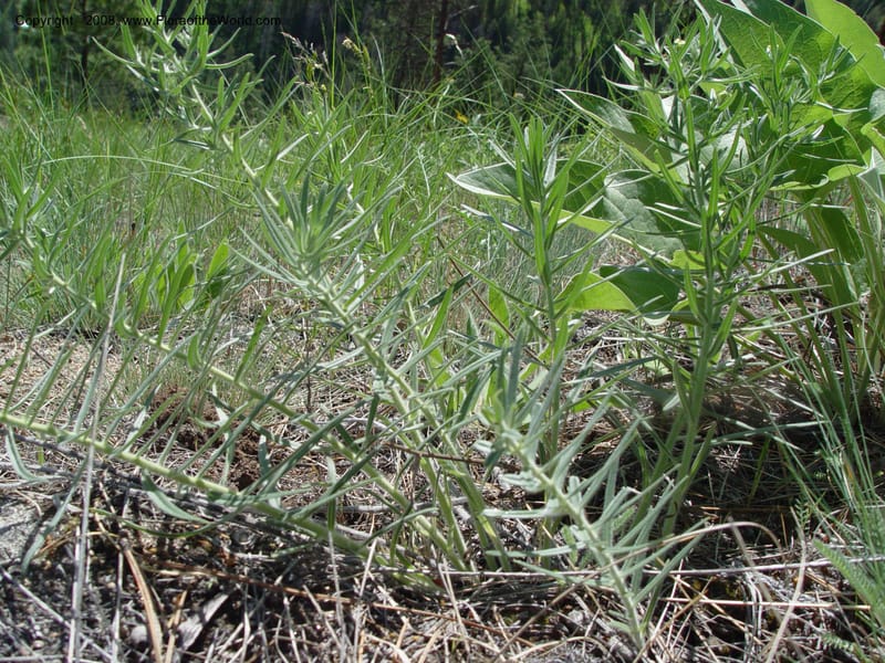 Lithospermum ruderale--ID. Idaho Co. Salmon R. Polly Bemis Ranch. 9 May 04. 170.jpg