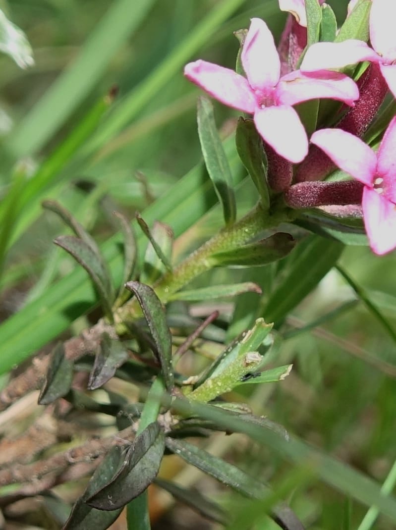 Daphne cneorum, Not coll.-- Switzerland. Col de Marchairuz. Grande Rolat Foret. 29 Jun 2016. DSC06193 (88).JPG