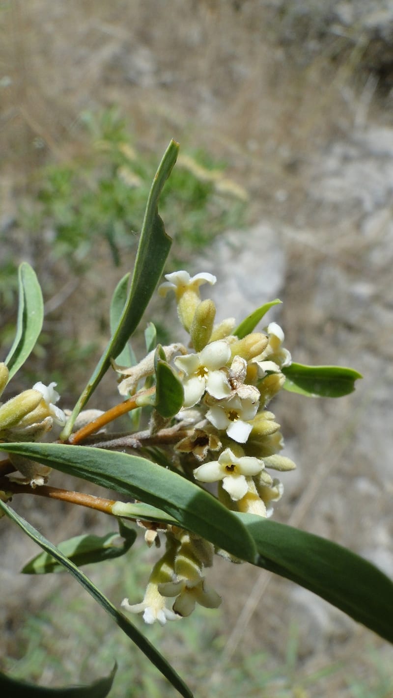 Daphne mucronata, A. G. Miller 128.3--Iraq. Kurdistan. Shakh-i Pira Magun. 10 June 2010. 131 (6).jpg