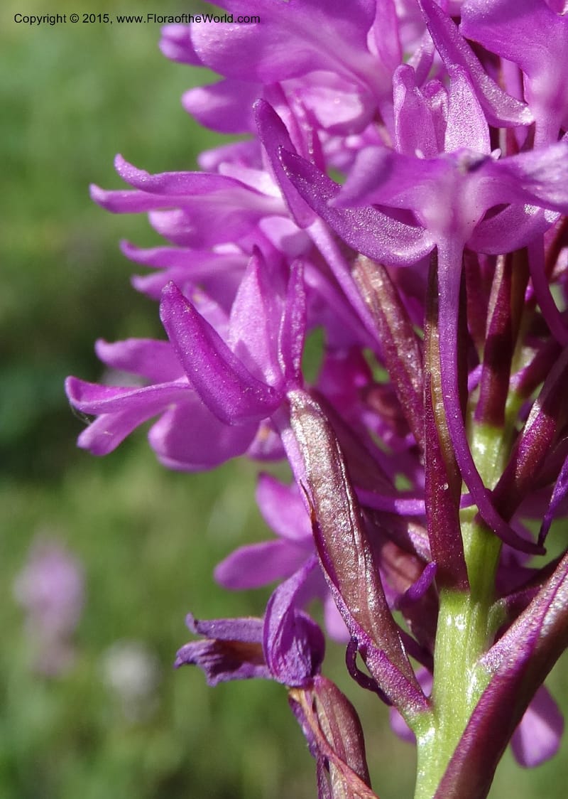 Anacamptis pyramidalis, Davidson, C 12453--Georgia (Caucasus). Shio Mgvime. 7 Jun 2014. DSC07779 (42).JPG