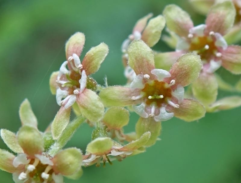 Ribes japonicum--Japan. Niigata. Sasagamine. Yu Memidaira. Forest Therapy Trail. 28 May 2016. DSC04970 (140).JPG