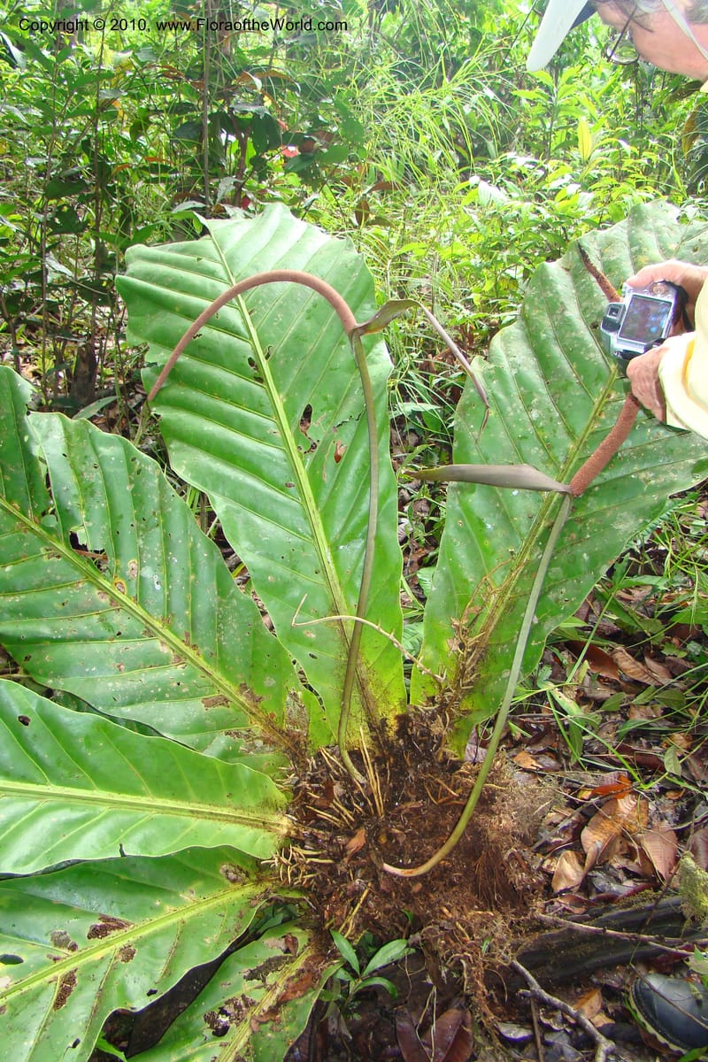 Anthurium, Vasquez 34815--Peru. Loreto. Dist. Nauta. Miraflores, Rio Tigre. 10 Nov 08. 030.jpg