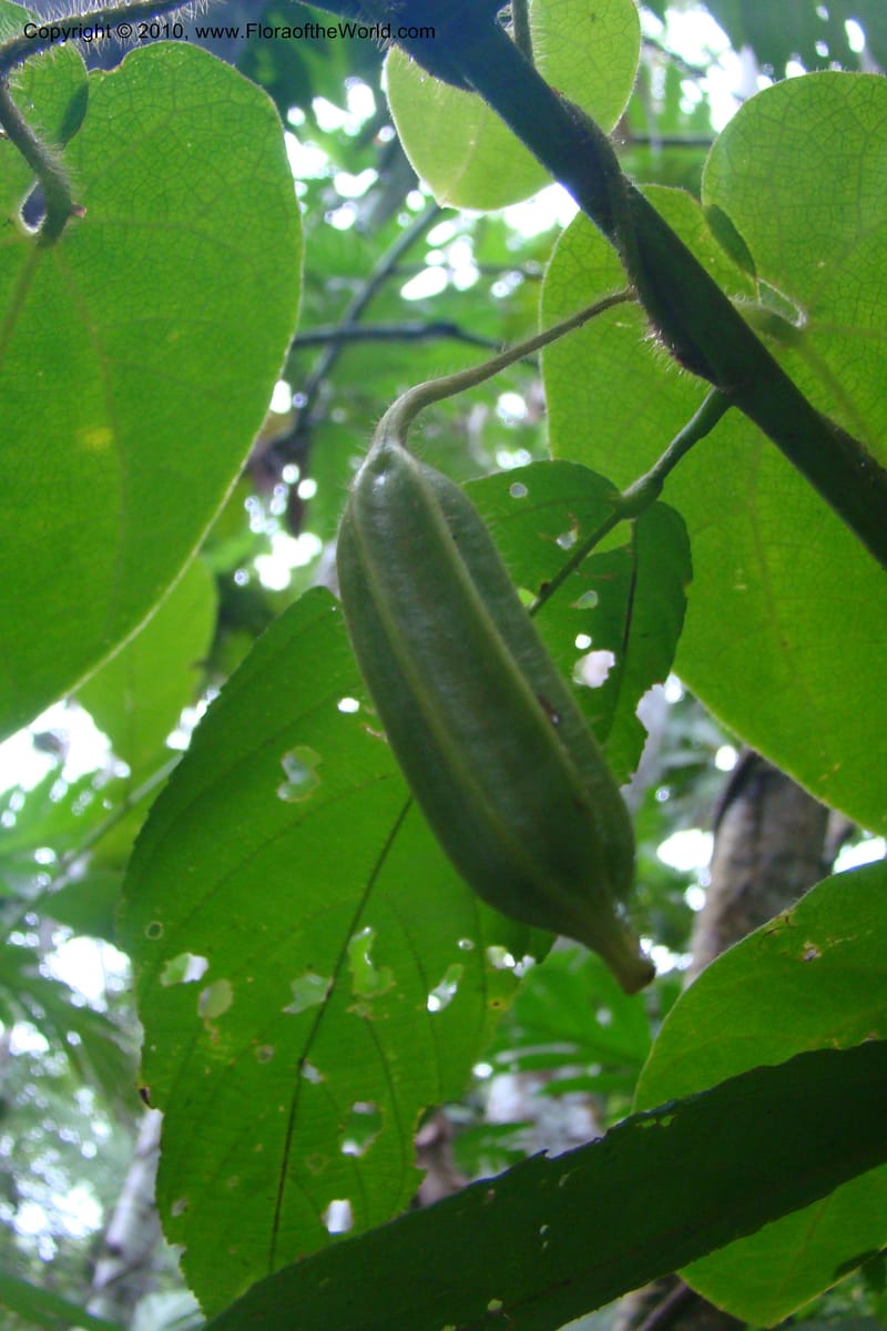 Aristolochia, R. Vasquez 34914--Peru. Loreto. Dto. Parinari. Tacshacocha. R. Samiria. 14 Nov 08. 009.jpg