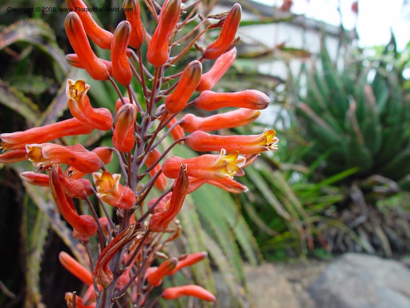 Aloe chabaudii. 62.1673--CA. UC Berkeley Bot. Gard. 11 Feb 03. 028.jpg