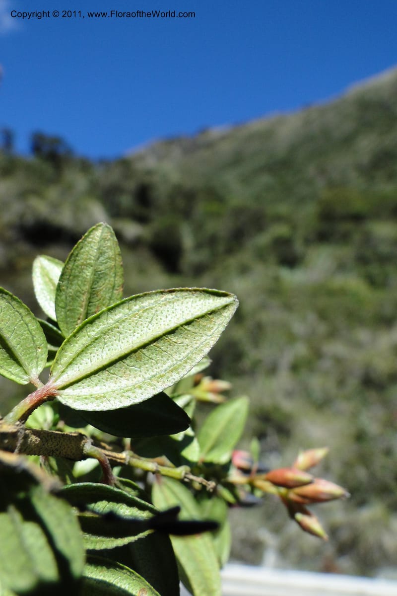 Brachyotum alpinum, Ulloa 2084--Ecuador. P. N. Sangay. 6 June 2011. 309 (11).jpg