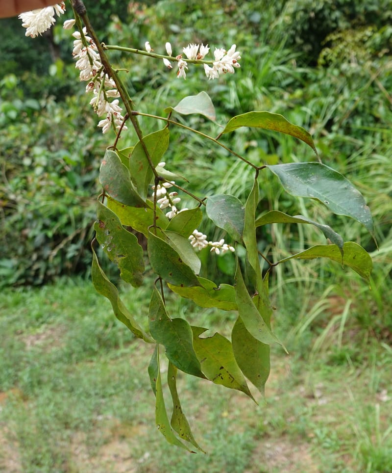 Stachyothyrsus staudtii, C. Davidson 14054--Gabon. Maboumine. 23 Oct 2019. DSC01631 (120).JPG