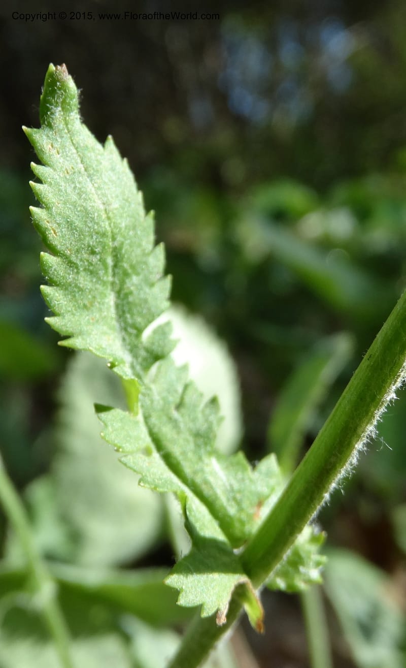 Packera serpenticola, Davidson, C 12974--No. Carolina. Clay Co. Buck Cr. 13 May 2015. DSC04619 (76).JPG