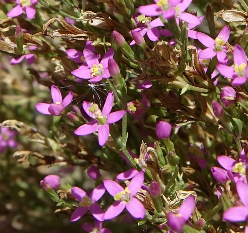 Centaurium pulchellum, Fortunato 13214--Argentina. Pedernal, Hwy 153. 10 Feb 2018. DSC00169 (47).JPG