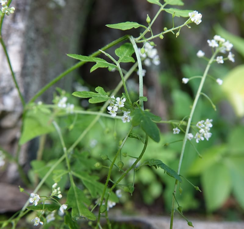 Yinshania acutangula subsp. wilsonii, C. Davidson 13755--China. Sichuan. Yibailingba-gou. 12 Aug 2017. DSC04660 (649).JPG