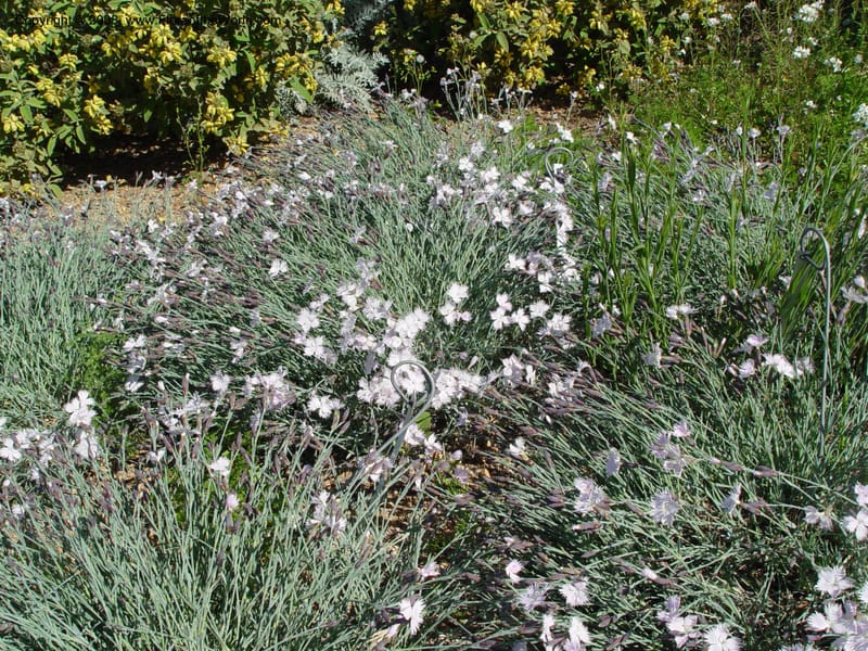 Dianthus anatolicus, 2001.0249--Spain. Barcelona Botanic Garden. 21 Apr 04. 034.jpg