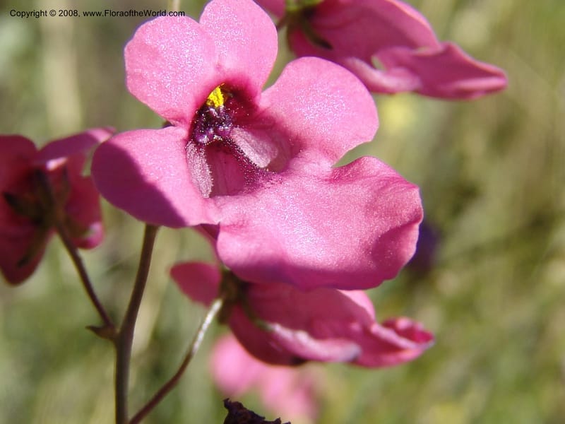 Diascia integerrima--So.Africa. E. Cape. Joubert's Pass, SE of Lady Gray. 9 Mch 05. 156.jpg