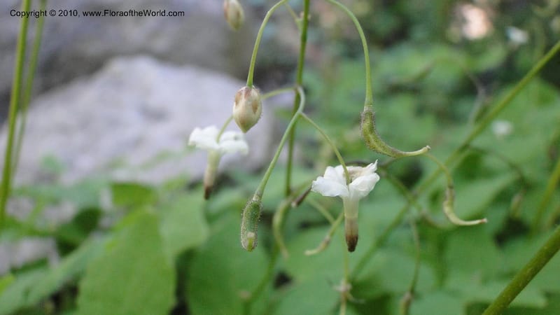 Vancouveria hexandra, C. Davidson 11779--OR. Multnomah Co. Mt. Hood. 16 August 2010. 043 (39).jpg