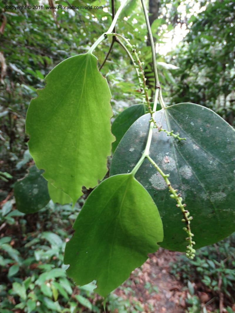 Piper, Davidson, C 12675--Sabah. Danum Valley. 4 Oct 2014. DSC01741 (255).JPG