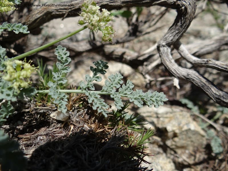 Cymopterus glaucus, Davidson, C 12196--ID. Boise Co. Scott Mtn. Lookout Road. 18 Jun 2013. DSC06609 (141).JPG