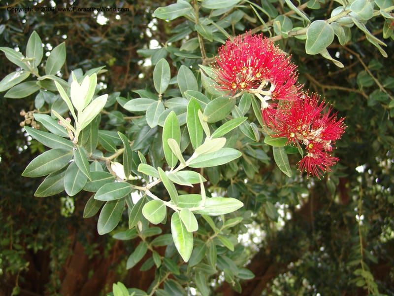 Metrosideros excelsa--CA. San Francisco Arbor. 3 Jul 07. 275.jpg