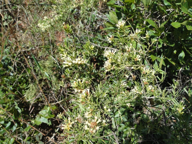 Baccharis pseudotenuifolia, Stevens, W.D. 31064, Cerro Cora, 15 Mar 2011 1370 (8).JPG