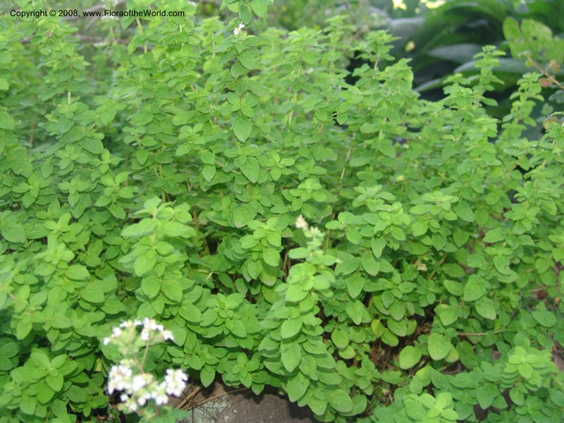 Origanum orites--AZ. Arboretum at Flagstaff. 3 Sep 04. 139.jpg