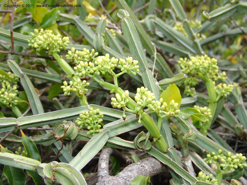 Cissus quadrangularis, ZRogers1099--Madag. Prov. Antsir. Montagne de France. 6 Nov 06. 094 (2).jpg