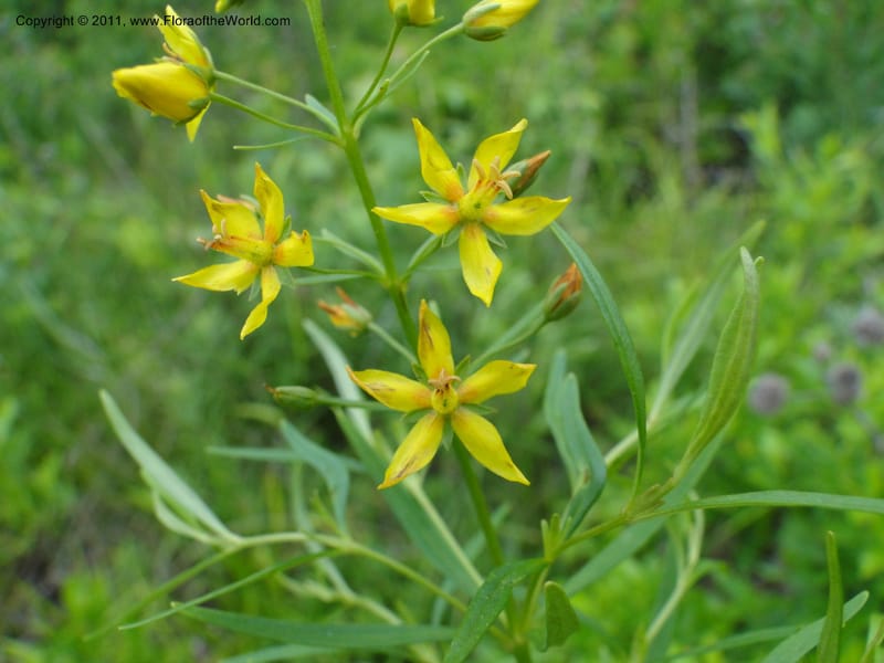 Lysimachia loomisii, Mori, S 27420, USA, North Carolina, Jones County, 10.5 miles from junction with Hwy 58, E of Maysville, 23 May 2010 (1).JPG