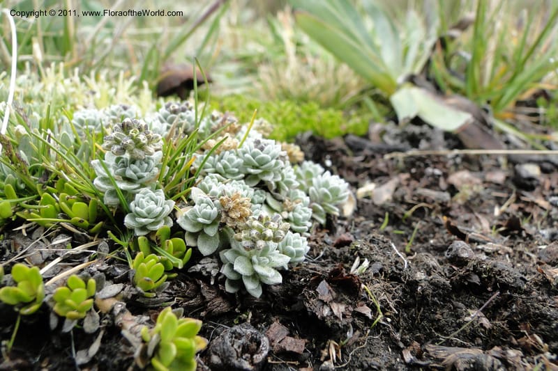 Draba, Ulloa 2022--Ecuador. Napo. Volcan Antesana. 2 Jun 2011. 063 (1).jpg