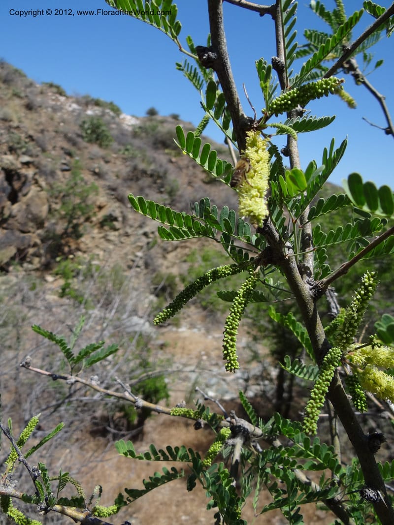 Prosopis glandulosa, Davidson, C 11938--AZ. Yavapai Co. Crown King Rd. 7 May 2012. DSC0894 1 (14).JPG