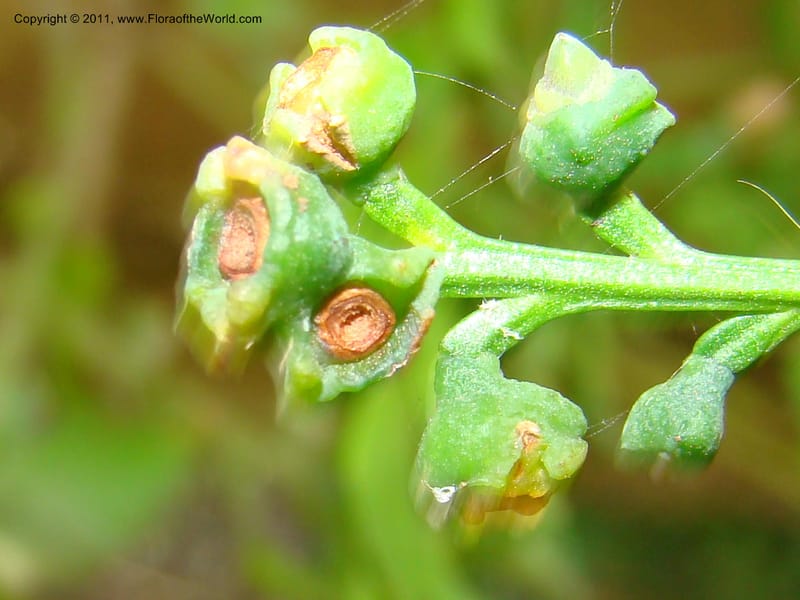 Phyllocladus trichomanoides--Australia. Royal Botanic Garden, Melbourne. 20 Mch 2008. 124 (1).jpg