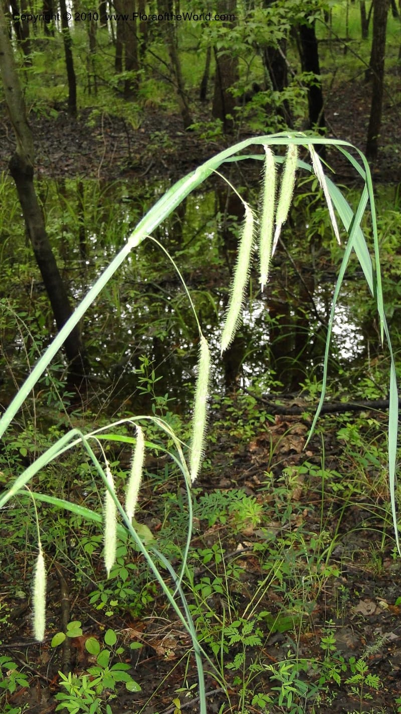 Carex, Mori 27442--North Carolina. Wake Co. Falls Lake. 25 May 2010. 078 (53).jpg