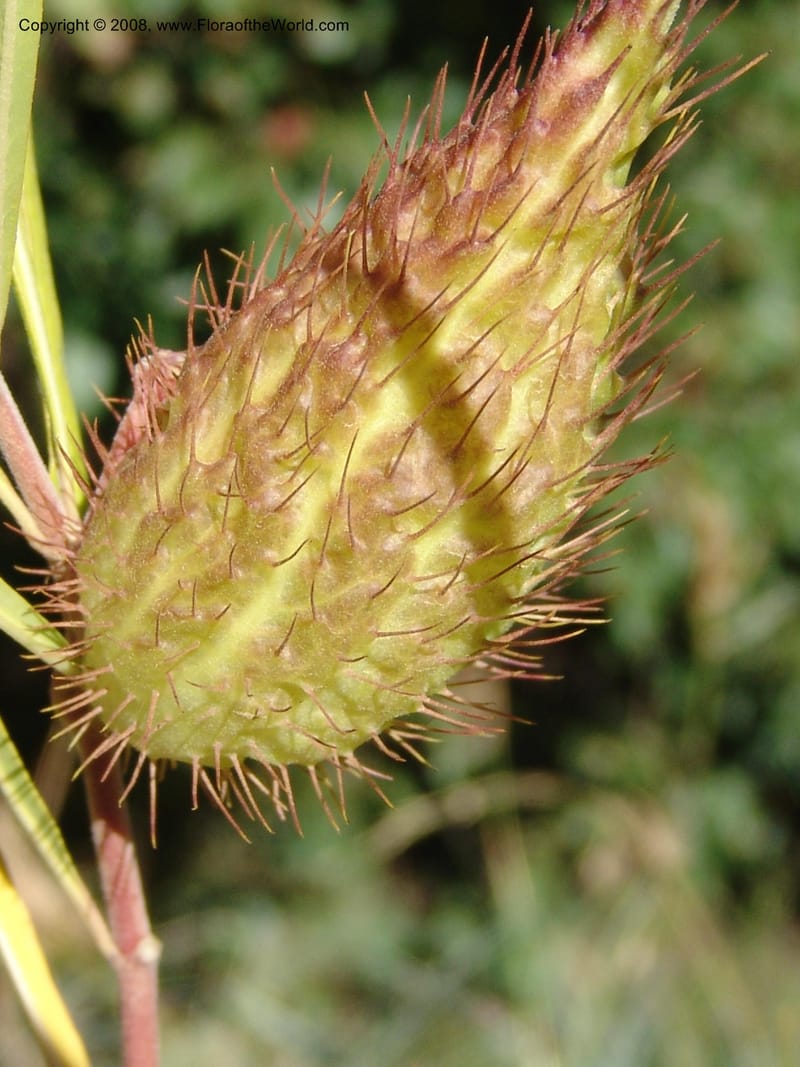 Gomphocarpus fruticosus--So.Africa. E. Cape. Joubert's Pass, SE of Lady Gray. 9 Mch 05. 208.jpg