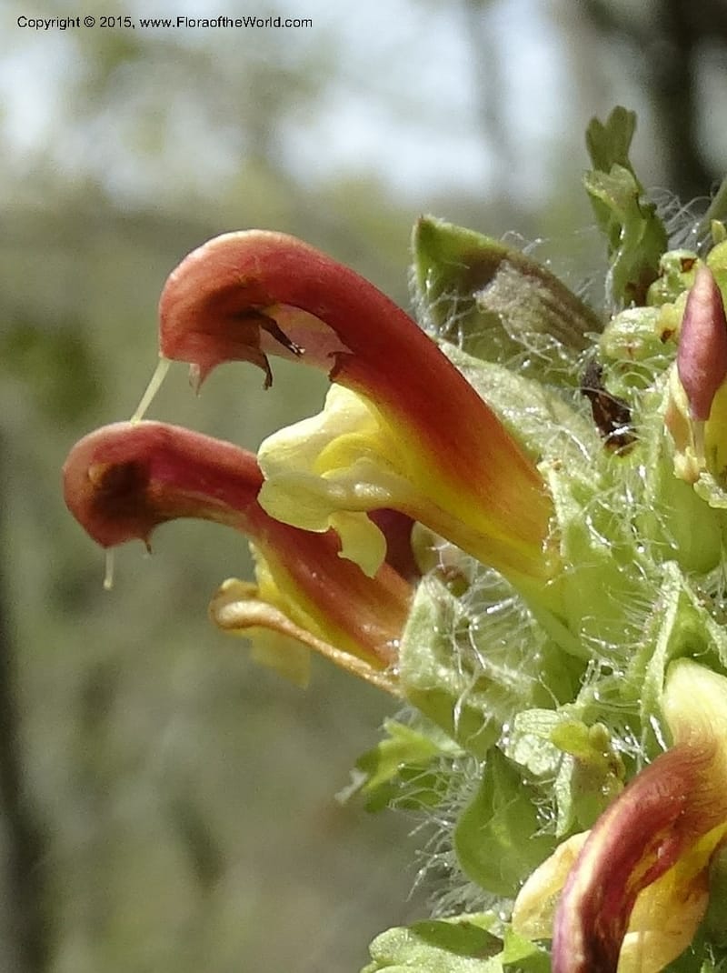 Pedicularis canadensis, Davidson, C 12963--North Carolina. Trans. Co. NC 215 and BRP. 12 May 2015. DSC04292 (67).JPG
