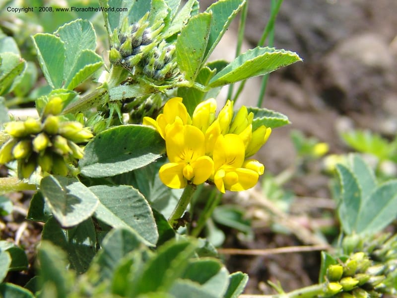 Medicago dzhawakhetica--Georgia. Vic. of Tskhrats'karo Pass. 7 Jun 05. 251.jpg