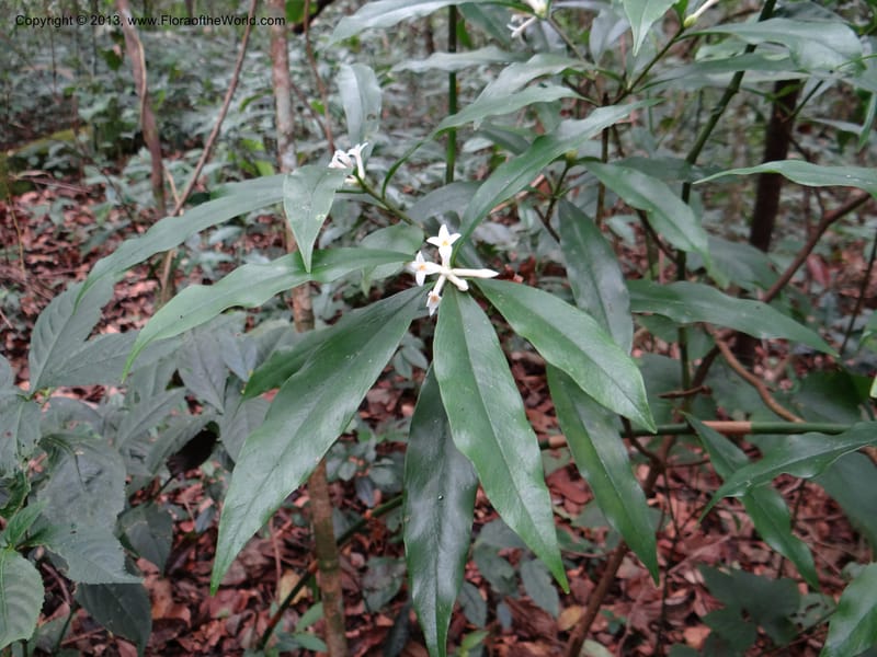 Daphne sureil, VC 5470--Thailand. Chiang Mai. Doi Suthep Pui N. P. 7 Nov 2012. (139).JPG