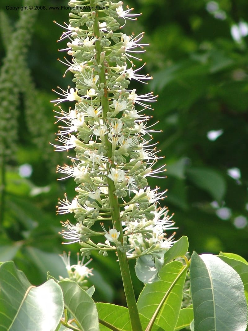 Aesculus wilsonii, 041380105--China. Hubei. Wuhan Botanical Garden. 24 Apr 07. 307.jpg