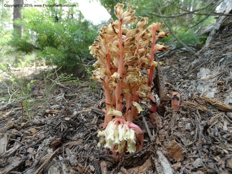 Monotropa hypopitys, Davidson, C 12626--ID. Idaho Co. S of Steamboat Summit. 5 Aug 2014. DSC00156 (151).JPG