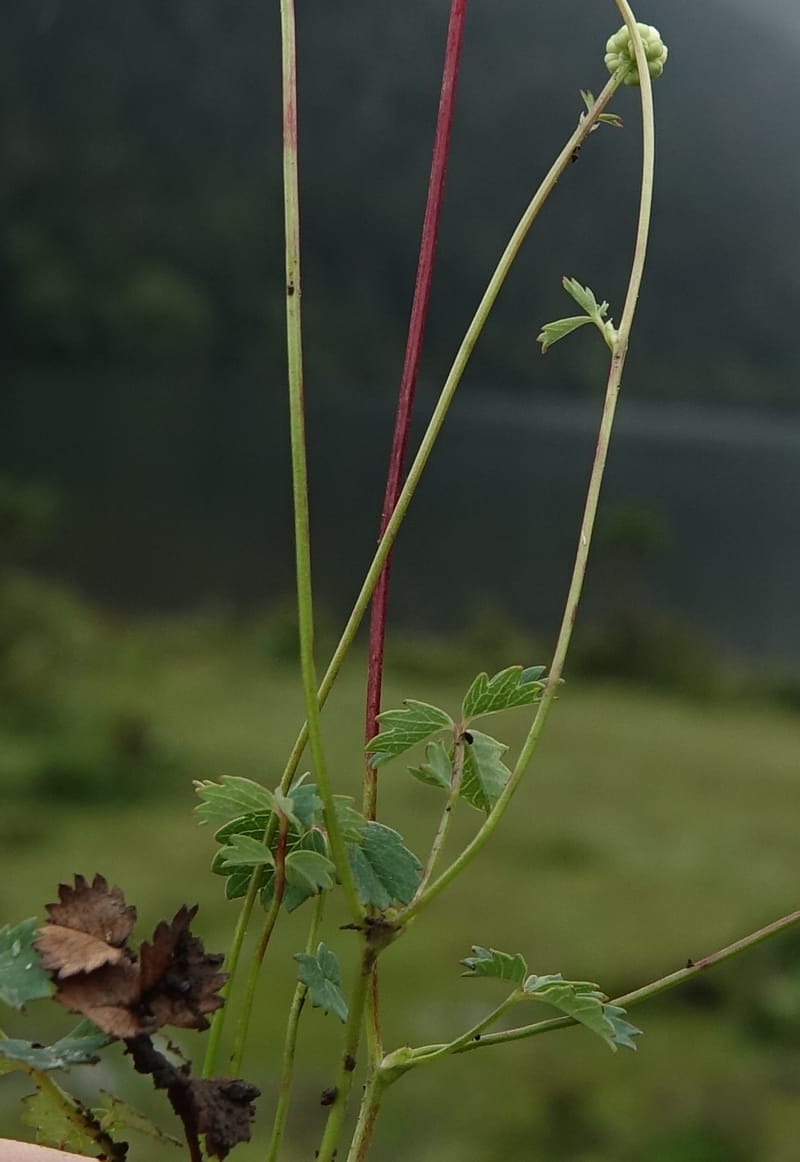 Sanguisorba filiformis, D. Boufford 44079--China. Sichuan. Wuxu Haizi. Glacial lake. 18 Aug 2017. DSC07392 (56).JPG